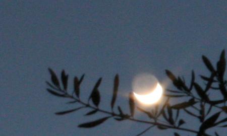 Lune &agrave; l'olivier